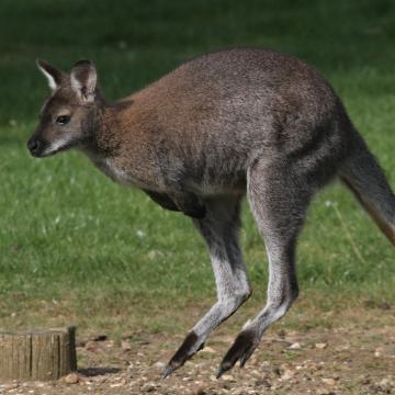Bennett's Red-necked Wallaby