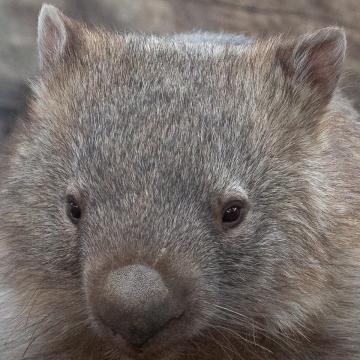 Our pair of Mainland Wombats arrived at Hamerton, from Queensland, back in March.  They are now very settled into their new home, and our Wombat enclosure is due to open in August 2018 - watch this space..!