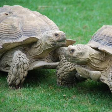Giant Spurred Tortoises