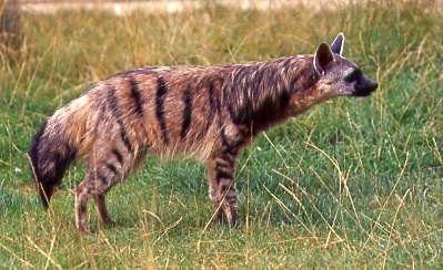 aardwolf zoo hamerton park animal african hamertonzoopark wild hyena southern cambridgeshire choose board