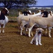 Guarding Dog Puppy with domestic flock