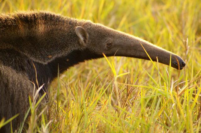 Giant Anteater, close up of snout