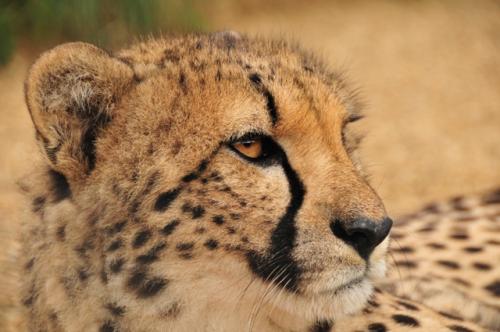 Cheetah Head