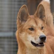 Welcome our Dingoes...