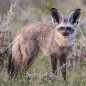 Bat-eared Fox