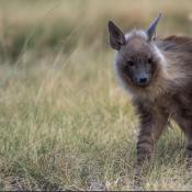 Brown Hyaena