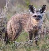 Bat-eared Fox