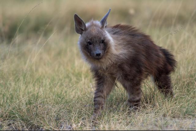 Brown Hyaena