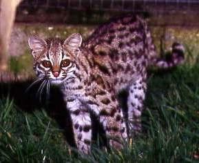 Hamerton Zoo Park - Animal Park Huntingdon, Cambridgeshire