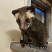 Baby Civets make their Debut...