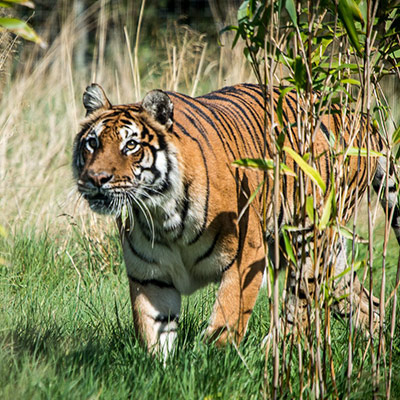 Hamerton Zoo Park - Animal Park Huntingdon, Cambridgeshire